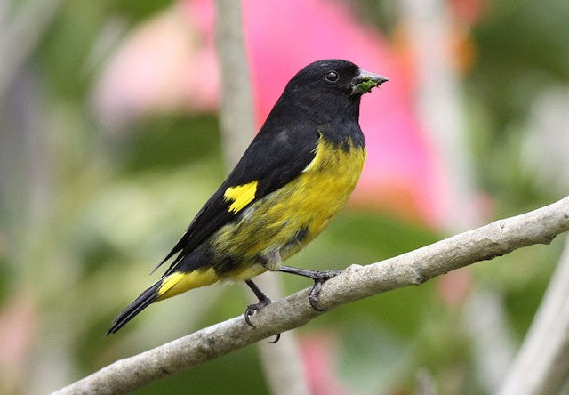 Yellow-bellied Siskin