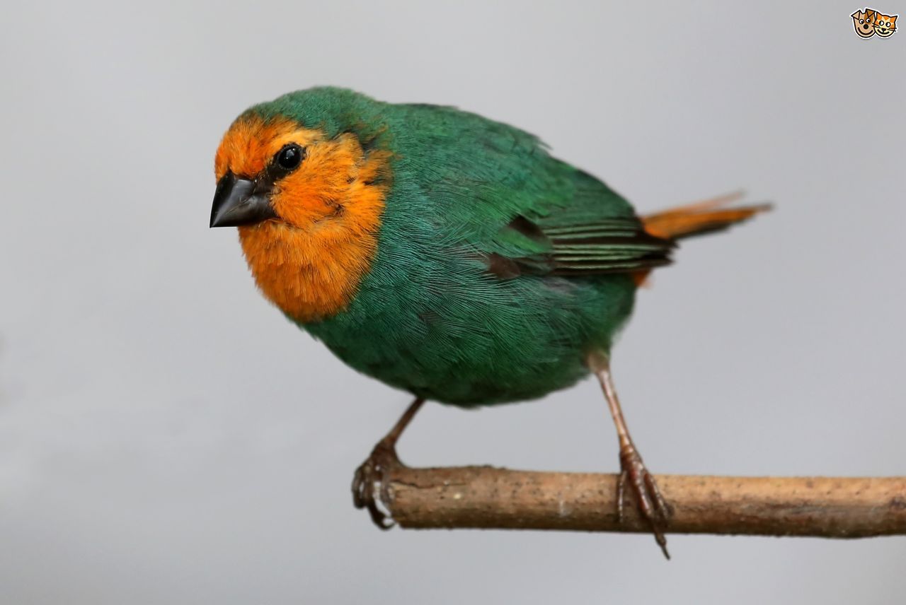 Sea Green Red Headed Parrotfinch