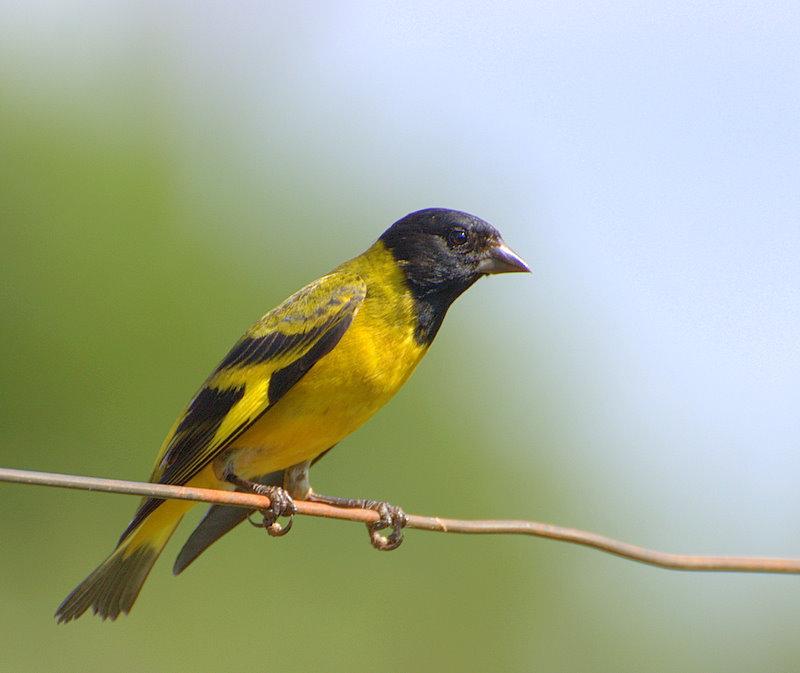 Hooded Siskin