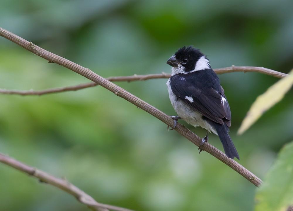 Variable Seedeater