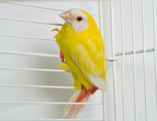 Lutino Parrotfinch