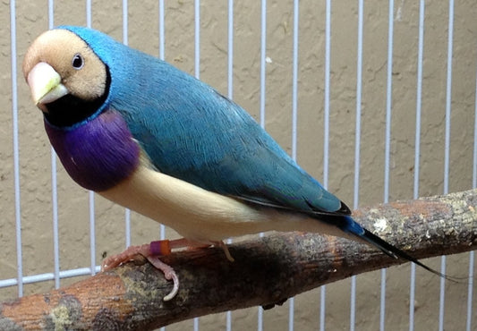 Blue-back Lady Gouldian