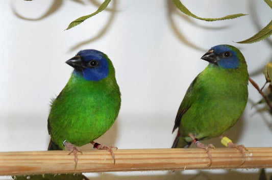 Blue-faced Parrotfinch