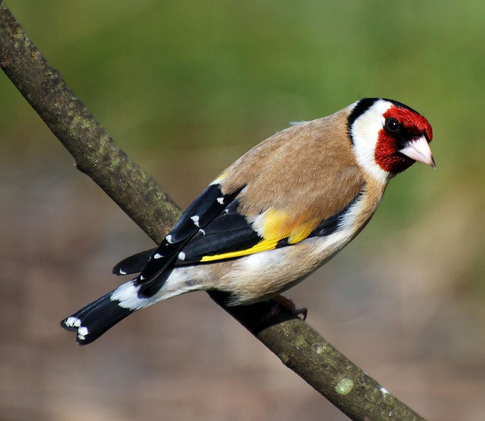 Classic Siberian Goldfinch