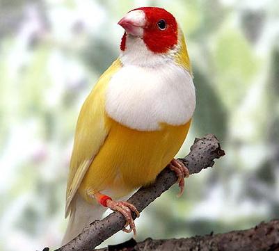 Yellow Back White Breast Belgium Lady Gouldian Finch