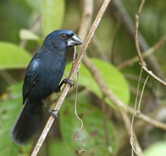 Blue-black Grosbeak - twa twa.