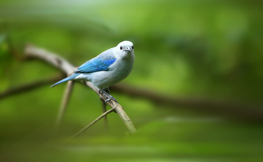 Blue-grey Tanager