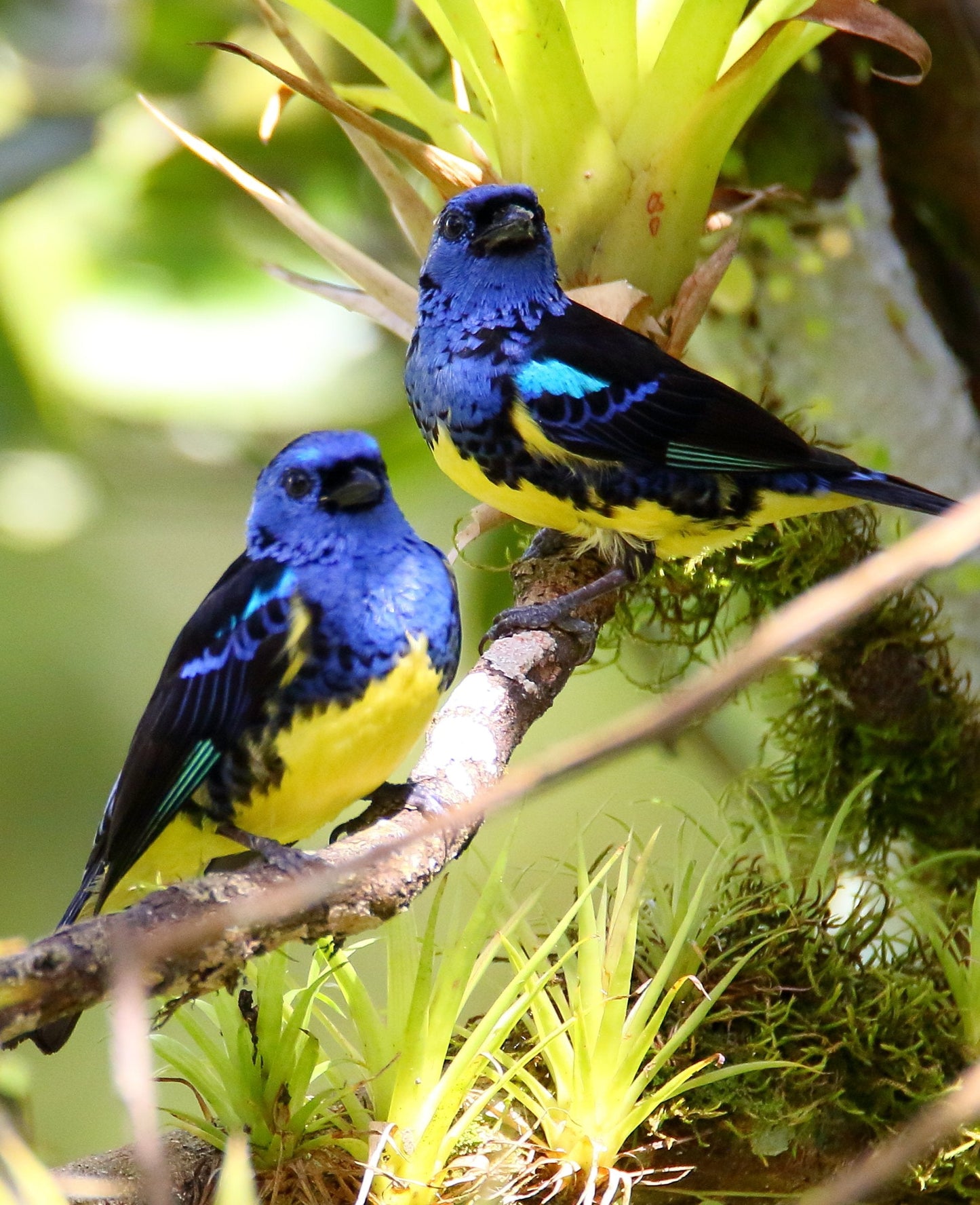 Turquoise Tanager